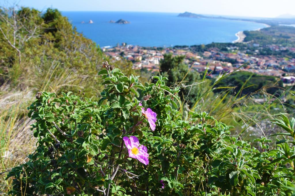 Appartamenti Da Vincenza Santa Maria Navarrese Εξωτερικό φωτογραφία